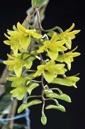 Dendrobium cerinum