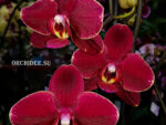 Phalaenopsis PH 189 Ola