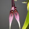 Bulbophyllum antennatum var. elephantis