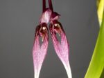 Bulbophyllum antennatum var. elephantis