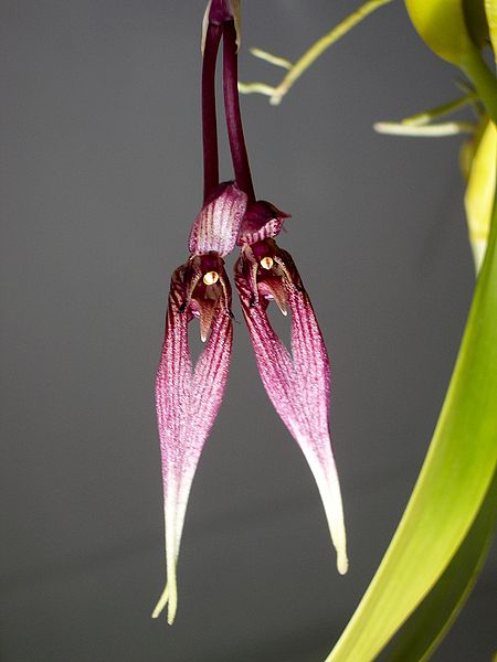 Bulbophyllum antennatum var. elephantis