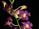 Dendrobium Betty