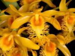 Dendrobium brymerianum
