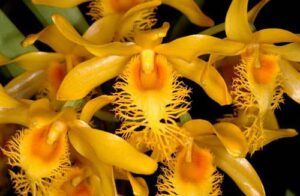 Dendrobium brymerianum