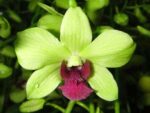 Dendrobium phalaenopsis Burana Green Star