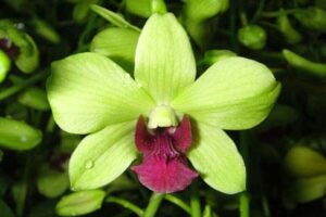 Dendrobium phalaenopsis Burana Green Star