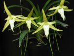 Angraecum sesquipedale var. bosseri