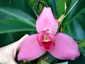 Angulocaste Red Jewel "Red Baby" x (Lycaste Gayser Gold x Lycaste Shonan Harmony)