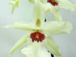 Beallara Tahoma Glacier 'Ithan NN'