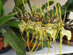 Brassia Eternal Wind 'Summer Dream'