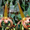 Bulbophyllum lobbii