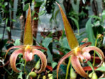 Bulbophyllum lobbii