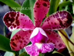 Cattleya Little Seagull (Cattleya Landate 'Foxcroft' HCC/AOS x Cattleya Brabantiae 'Dixie's Spots')