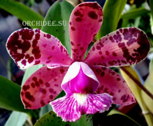 Cattleya Little Seagull (Cattleya Landate 'Foxcroft' HCC/AOS x Cattleya Brabantiae 'Dixie's Spots')