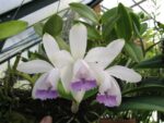 Cattleya intermedia var.coerulea