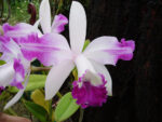 Cattleya intermedia aquini