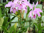 Cattleya maxima