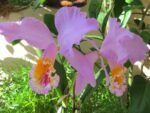 Cattleya mossiae semialba x sud America