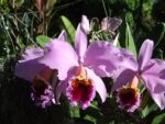 Cattleya percivaliana 'Summit' x 'Centro Remolacha'