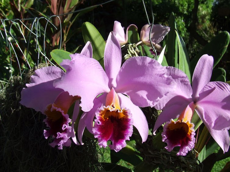 Cattleya percivaliana 'Summit' x 'Centro Remolacha'