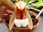 Coelogyne speciosa