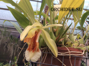 Coelogyne speciosa