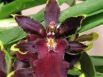 Colmanara Wild Cat 'Bob Cat'