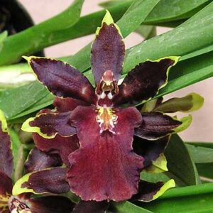 Colmanara Wild Cat 'Bob Cat'