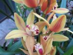 Cymbidium hybrid 01