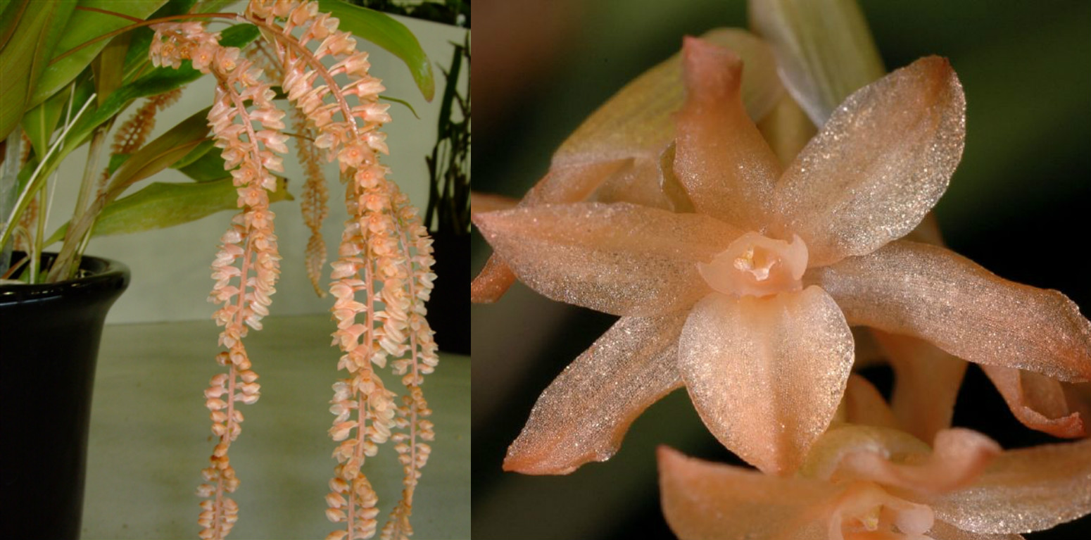 Dendrochilum bicallosum