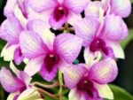 Dendrobium phalaenopsis Rainbow Fantasy