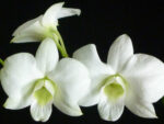 Dendrobium phalaenopsis Supanburi White