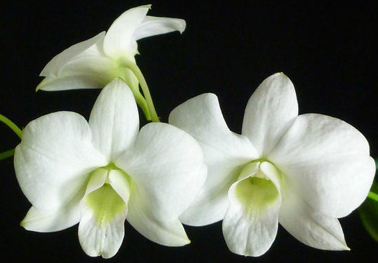 Dendrobium phalaenopsis Supanburi White