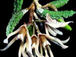 Dendrobium cucumerinum