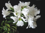 Dendrobium sanderae var. luzonicum