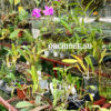 Doritis pulcherrima — изображение 2