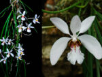 Holcoglossum wangii