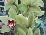 Cymbidium Lemon Smale