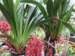 Cymbidium Forgotten Fruit