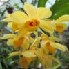 Dendrobium sulcatum