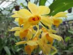 Dendrobium sulcatum