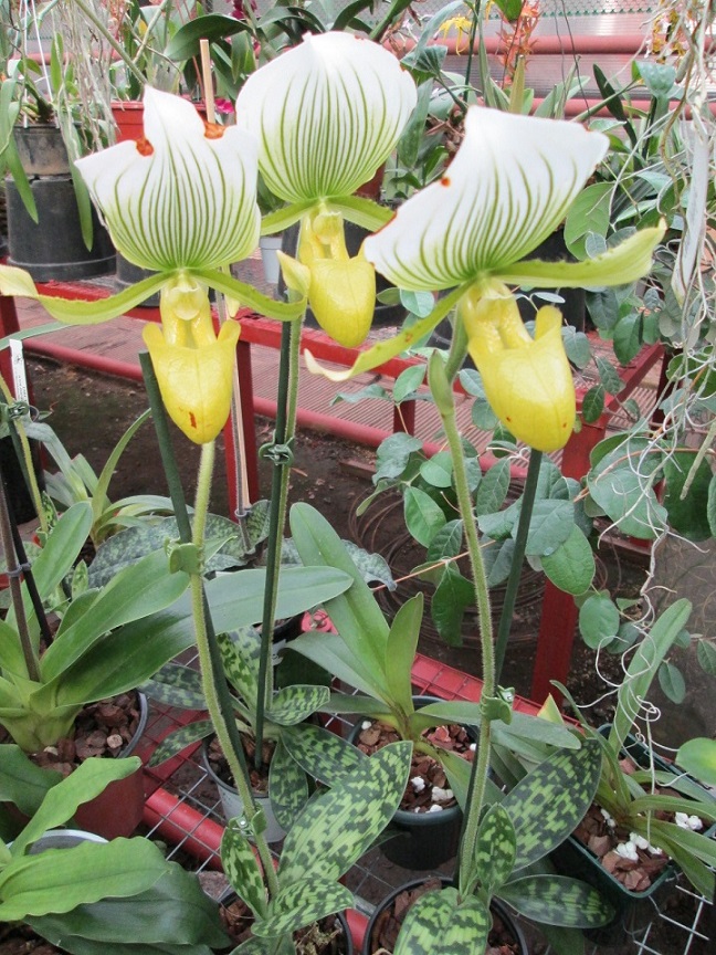 Paphiopedilum Maudi