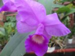 Cattleya skinneri