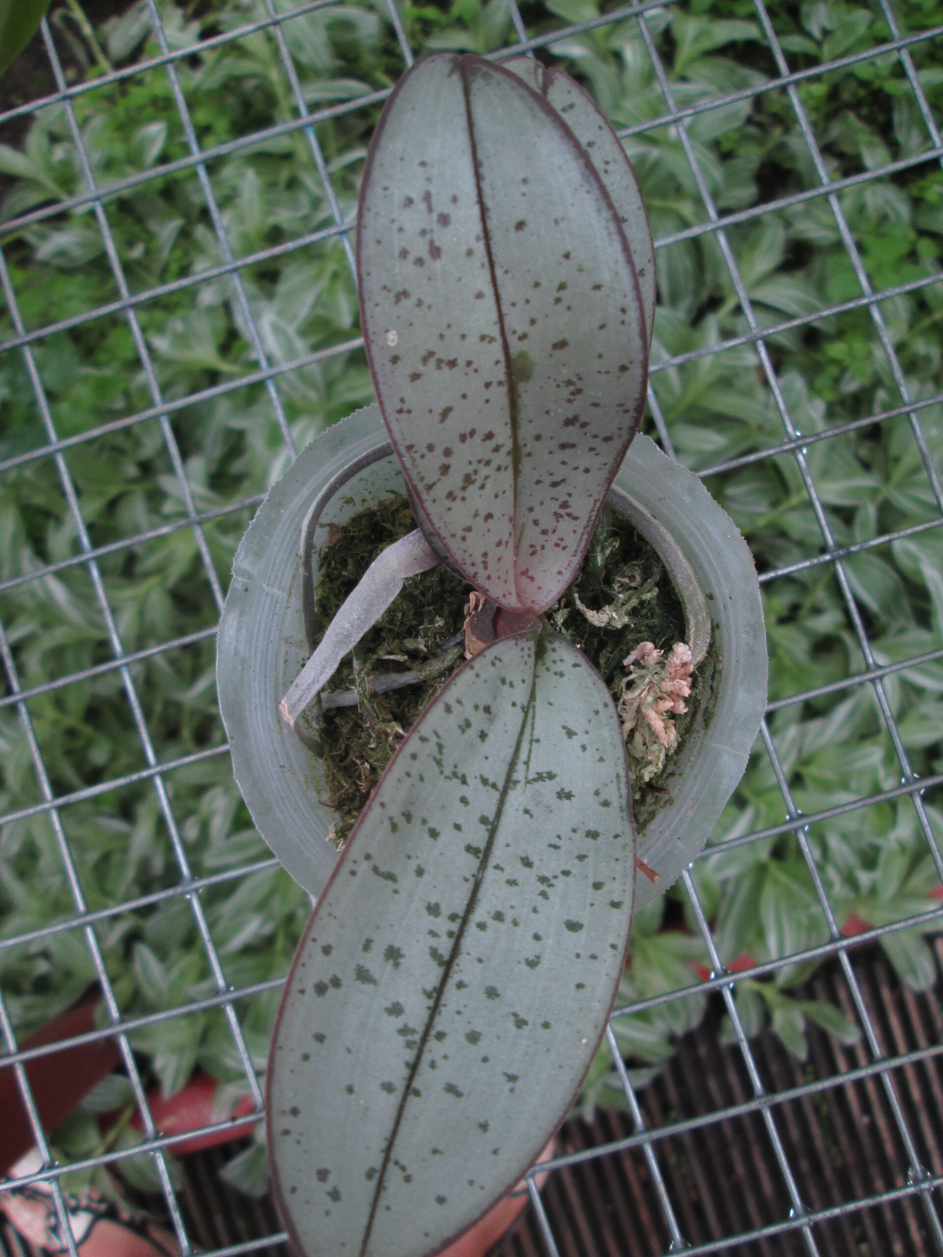Phalaenopsis schilleriana silver and spot leaf