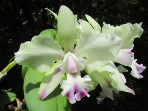 Laelia purpurata alba ('Cunha' x 'Campea') x Cattleya leopoldii 'Cetro de Esmeraldas'