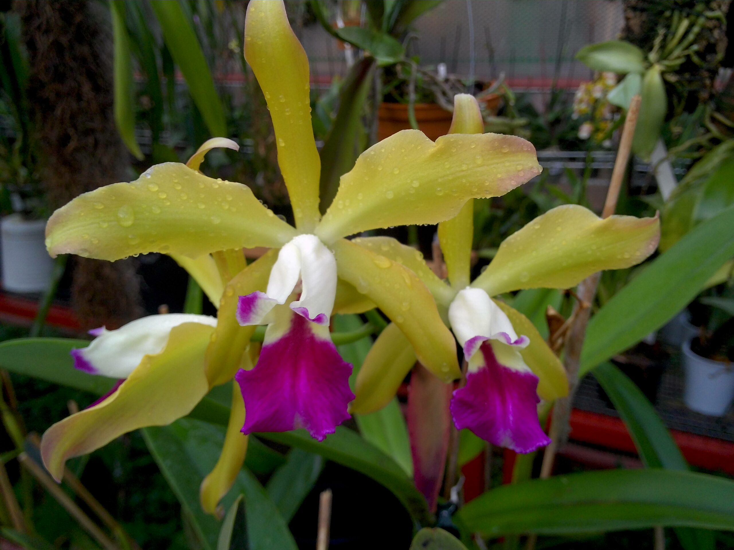 Laelia tenebrosa x Cattleya Penny Kuroda 'spots'