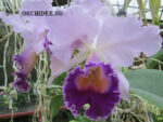 Laeliocattleya Dinard 'Blue Heaven'