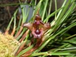 Maxillaria cogniauxiana