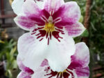Miltoniopsis Princess Diana Red Baron