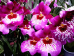 Miltoniopsis Newton Falls (Miltoniopsis Hamburg х Miltoniopsis Goodnews Bay)